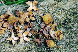 Beech: Thin Skin, Shallow Roots, Long Life