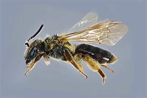 Wild Native Bees