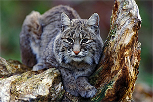 The Bobcat: Apparition of the Appalachians