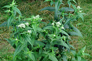 The Lore of Boneset, Joe Pye Weed and White Snakeroot