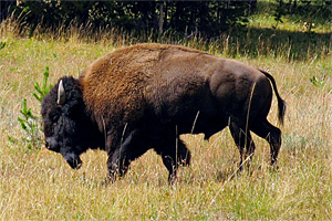 When the Buffalo Roamed