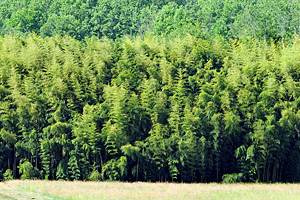 When Cane Was King: The Story of Native Bamboo