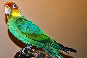 Eulogy for the Carolina Parakeet