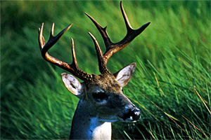 The Decline and Rise of the Deer