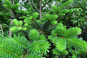 Fir Tree