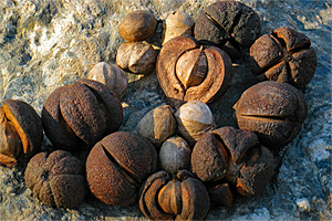 Hickory Nuts