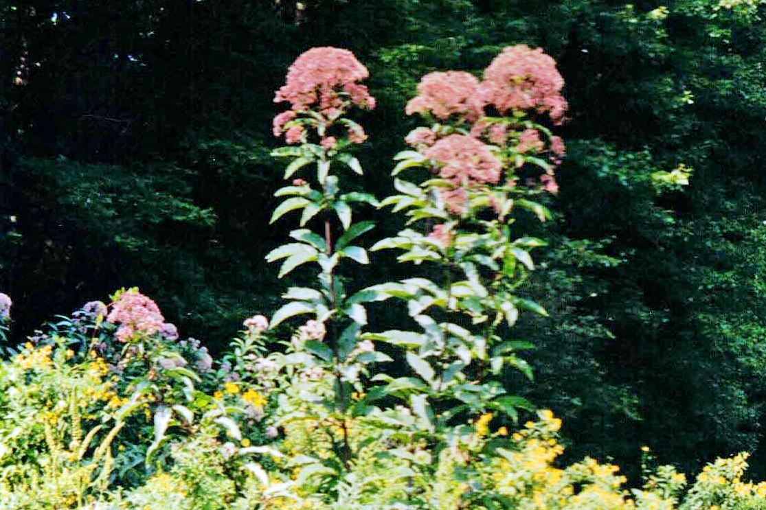 The Lore of Boneset, Joe Pye Weed and White Snakeroot