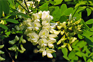 The Locust Tree