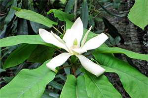 Magnolia Tree