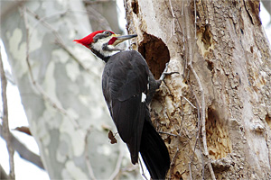In Search of the Pileated Woodpecker