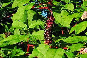 The Paradox of Pokeweed: Poison or Peculiar Cure?
