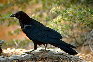 The Raven: Oracle of the High Peaks