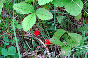 How Our Native Strawberry Became World Famous