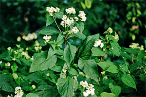 The Lore of Boneset, Joe Pye Weed and White Snakeroot