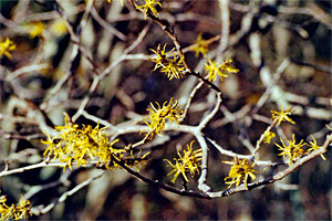 The Spooky Nature of Witch Hazel Trees