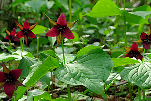 Trillium